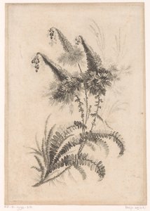 Fiori appuntiti da Johann Heinrich  Hess
