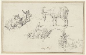 Studi di un caprone da Johann Heinrich Roos (possibly)