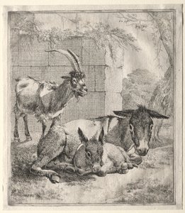 Capra e asini
