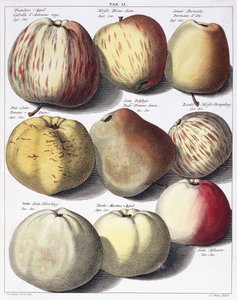 Varie mele da Johann Hermann Knoop
