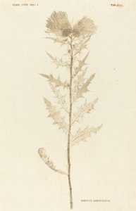 Carduus Lanceolatus da Johann Hieronymus Kniphof