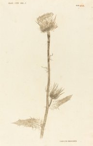 Carduus Maarianus da Johann Hieronymus Kniphof