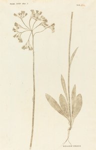 Hieracium Cymosum da Johann Hieronymus Kniphof