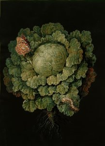 Cavolo verza / Cavolo cappuccio, Farfalla / J. e B. Dietzsch