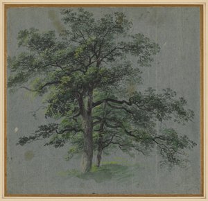 Due Alberi recto Studi di Alberi verso, prima metà del 1800 da Johann Jacob Dorner