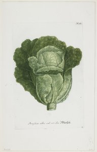 Brassica alba vel viridis, da Phytanthoza Iconographia, 1735-45