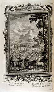 Varietà bibliche di pecore