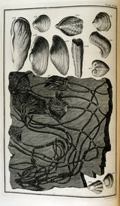 Ossa fossili rappresentavano animali distrutti dal grande diluvio biblico da Johann Jakob Scheuchzer