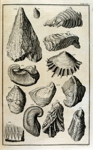 Resti fossili di conchiglie rappresentavano animali distrutti dal grande diluvio biblico da Johann Jakob Scheuchzer