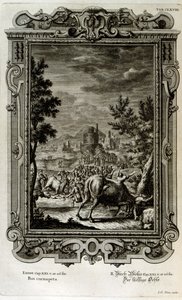Sacrificio di tori selvatici