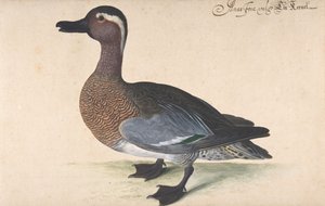 Un maschio di alzavola, 1604-80