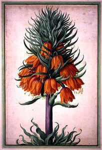 Fritillaria imperialis (corona imperiale) tavola 25 dal Nassau Florilegium