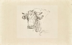Testa di toro