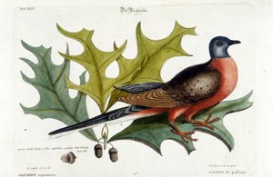 Colomba migratrice, ora estinta. Zoo, Seligman 1749 da Johann Michael Seligmann