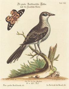 Pica grisea brasiliana
