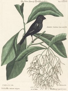 Il piccolo fringuello nero da Johann Michael Seligmann after Mark Catesby
