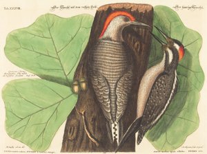 Il Picchio dal Ventre Rosso (Picus Carolinus) da Johann Michael Seligmann after Mark Catesby