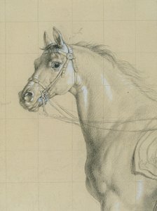 Studio di cavallo per "L