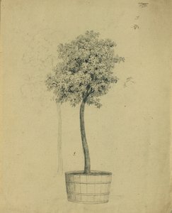 Studio di un alberello in vaso da Johann Peter Krafft