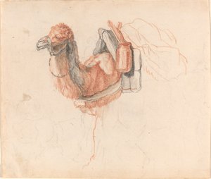 Cammello da Johann Rudolph Schellenberg