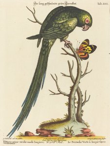 Psittacus minor viridis cauda longiore Occidentalis da Johann Sebastian Leitner after George Edwards