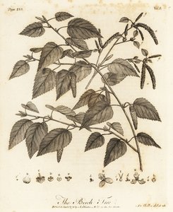 Betulla pubescente, Betula pubescens da Johann Sebastien Muller
