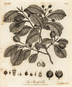 Faggio europeo o faggio comune, Fagus sylvatica