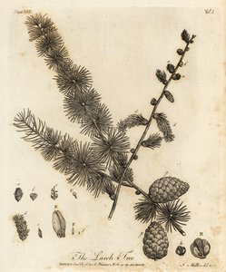 Larice europeo, Larix decidua da Johann Sebastien Muller