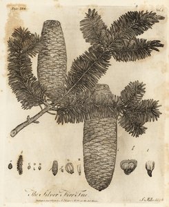 Abete bianco europeo, Abies alba da Johann Sebastien Muller