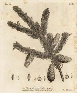 Abete rosso norvegese o abete rosso europeo, Picea abies da Johann Sebastien Muller
