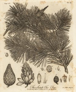 Pino silvestre, Pinus sylvestris da Johann Sebastien Muller