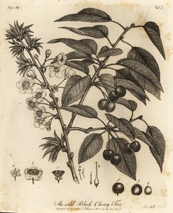 Ciliegia acida, ciliegia nana, Prunus cerasus da Johann Sebastien Muller