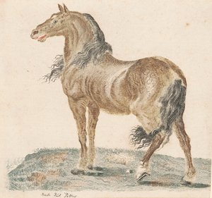 Il cavallo nitrito, 1690s da Johann Teyler