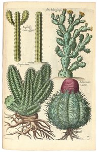 Cactus, 1641