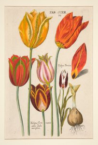 Florilegium novum, hoc est Variorum Maximeque Radiorum Florum ac Plantorum (Piatto di Fiori); (Tulipani); da una serie di 81 piatti da Johann Theodor de Bry