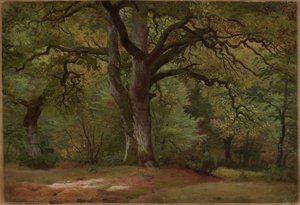 Bosco di querce nel Solling da Johann Wilhelm Schirmer