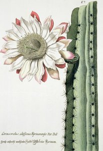 Cereus Erectus Altissimus Syrinamensis da Phythanthoza Iconographica pubblicato in Germania, 1737-45