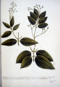 Cinnamomum Zeylanicum (Cannella di Ceylon) - Incisione dell