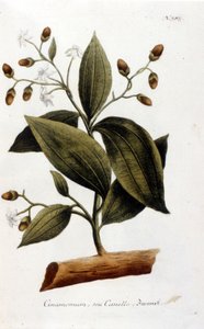 Cannella - in Herbier di J. W. Weinmann