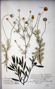 Diverse specie di Chamaemelum (camomilla) - In "Herbarium" di J.W.Weinmann del 1737