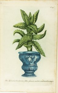 Aloe africana, tavola 47 da Phtanthoza Iconographia da Johann Wilhelm Weinmann
