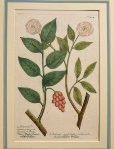 Balsami occidentalis arbuscula, incisione colorata da Johann Wilhelm Weinmann