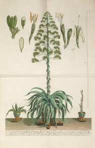 Piastra incisa e mezzotinta di Aloe Americana folio Mucronato da Johann Wilhelm Weinmann