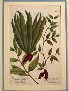 Galanga Maggiore (Alpinia galanga), Galanga Indica maggiore e Galanga maggiore, incisione colorata da Johann Wilhelm Weinmann