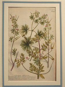 Geranio di Robert (Geranium robertianum), incisione colorata