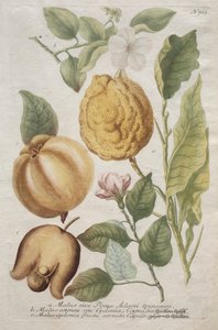 Phytanthoza iconographia: No. 703