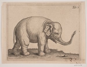 Un elefante da Johanna Fosie