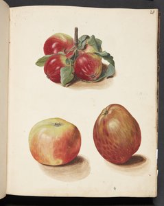 Studio di mele