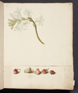 Studio di fiore e fragola