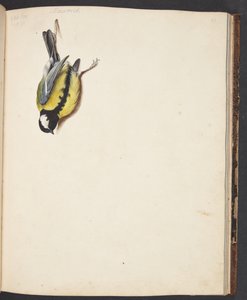Studio di cinciallegra morta da Johanna Fosie